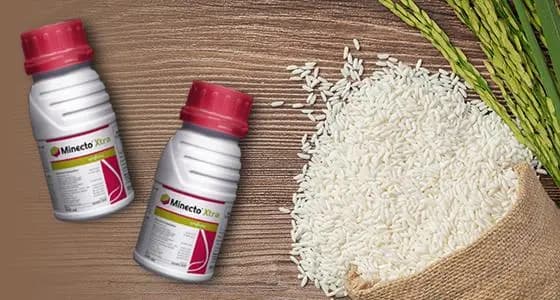 Syngenta Minecto Xtra Insecticide