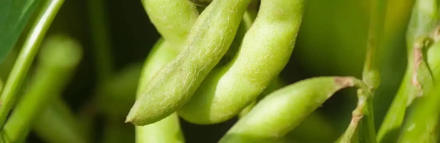 FMC Sidra Fungicide